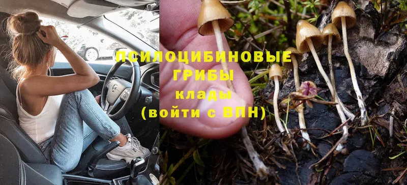 Псилоцибиновые грибы MAGIC MUSHROOMS  Заволжск 